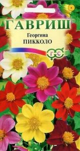 Георгина Пикколо смесь 0,3гр компакт Н45см Ø9см /однолетник/ЦП