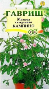 Мимоза стыдливая Кампина 0,1г /комнатные/ЦП