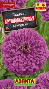 Цинния Крупноцветковая ПУРПУРНАЯ 0,3гр Н90см георгиновидная /однолетник/ЦП