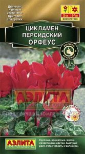 Цикламен персидский Орфеус 3с Н30см Сел.Cerny Золотая сер /комнатные/ЦП