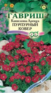 Камнеломка Арендса Пурпурный Ковер 0,01г /многолетник/ЦП