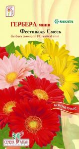 Гербера мини Фестиваль смесь 3шт Н20см сер.Sakata /комнатные/ЦП