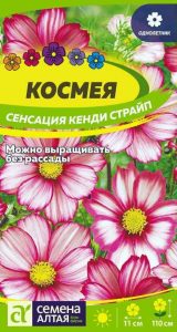 Космея Сенсация Кенди Страйп 0,5гр  Н110см /однолетник/ЦП