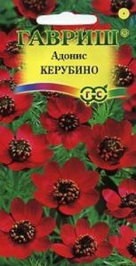 Адонис Керубино 0,2гр Н30см /однолетник /ЦП