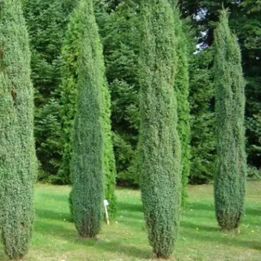 Тонкая хвойная. Можжевельник Juniperus communis Arnold. Можжевельник обыкновенный (сорт 'Arnold').